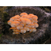 Мицелий Опенка зимнего / Фламмулина бархатистая (Flammulina velutipes) Мицелий Опенка зимнего / Фламмулина бархатистая (Flammulina velutipes)